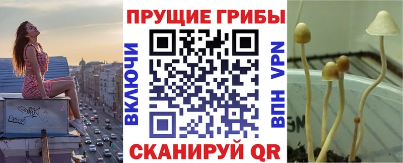Галлюциногенные грибы Cubensis  Купить закладки  Ленск 